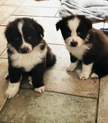 Kruising australian shepard/bordercollie/stabij pups te koop beschikbaar voor biedingen