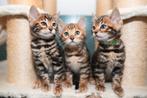 Bengaalse kittens, Dieren en Toebehoren, 0 tot 2 jaar, Met stamboom, Poes