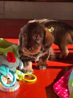 Standaard Ruwhaar Teckel pups met FCI Stamboom, Dieren en Toebehoren, Standaard, Nederland, CDV (hondenziekte), 8 tot 15 weken