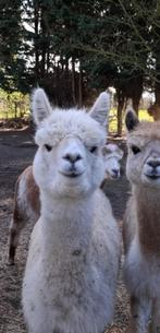Alpaca Hengst, Dieren en Toebehoren, Overige Dieren, Mannelijk, Voor 1 juli 2024