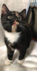 Kittens, Dieren en Toebehoren, Katten en Kittens | Raskatten | Korthaar, Meerdere dieren, Ontwormd