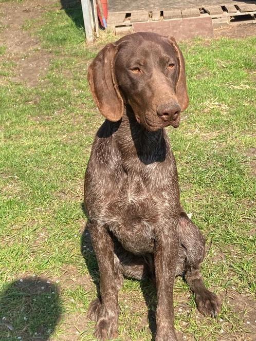 Duitse staande korthaar teef, Dieren en Toebehoren, Honden | Setters en Staande honden, Teef, Duitse Staande hond, Fokker | Hobbymatig