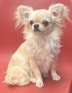 Prachtige langharige witgekleurde Chihauhau 1 jaar teefje, Dieren en Toebehoren, Honden | Chihuahua's en Gezelschapshonden, België