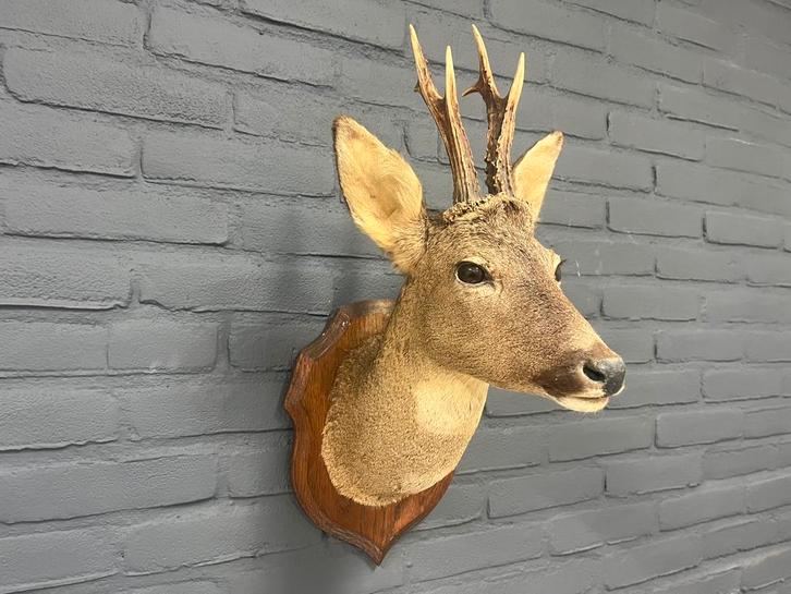Opgezette hertenkop op schild, Huis en Inrichting, Woonaccessoires | Wanddecoraties, Gebruikt, Ophalen of Verzenden