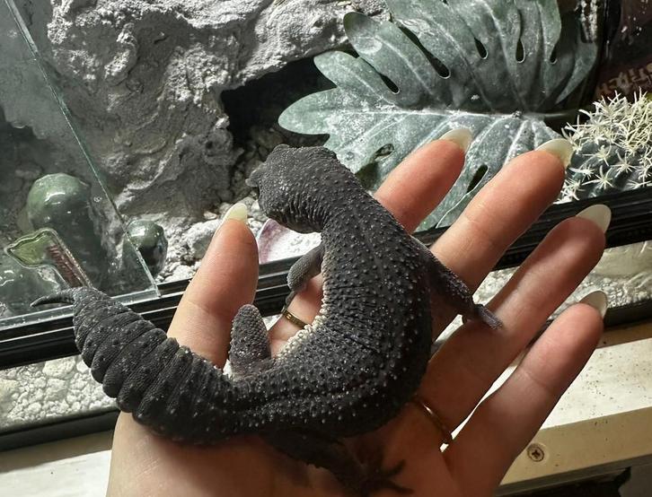 Luipaardgekko blacknight pure line