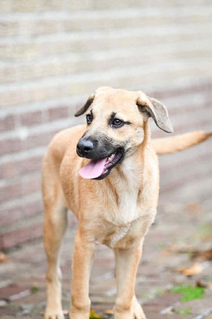 Medium kruising pups 4 maanden, Dieren en Toebehoren, Honden | Niet-rashonden, Middel, Meerdere dieren, Particulier, Meerdere