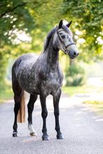 Prachtige, lieve 5 jarige Connemara merrie (met springvideo), Dieren en Toebehoren, Pony's, Merrie, Gechipt, Springpony, Zadelmak
