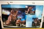 Poster kitten poes nieuw Verzendkosten koper, Ophalen of Verzenden, Nieuw