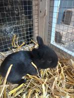 Super mooie dwergkonijntjes zoeken een goed huisje!, Dieren en Toebehoren, Konijnen, Geslacht onbekend, Dwerg