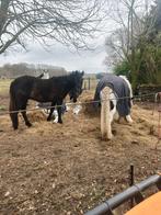 Verzorgster bijrijder gezocht in Emst, Dieren en Toebehoren, Paarden en Pony's | Overige Paardenspullen, Ophalen of Verzenden