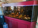 Zeldzaam Groot hoek aquarium met toebehoren., Ophalen, Gebruikt, Gevuld zoetwateraquarium