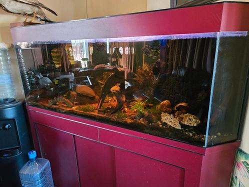 Zeldzaam Groot hoek aquarium met toebehoren., Dieren en Toebehoren, Vissen | Aquaria en Toebehoren, Gebruikt, Gevuld zoetwateraquarium
