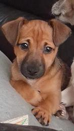 Jack russel pups, Dieren en Toebehoren, Rabiës (hondsdolheid), Jack Russell Terriër, 8 tot 15 weken, Meerdere