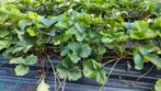 Aardbei stekken met groeigarantie, Ophalen, Volle zon, Vaste plant, Fruitplanten
