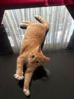 Leuke Kitten en mooie kleur twee maanden oud, Dieren en Toebehoren, Katten en Kittens | Overige Katten, Poes, 0 tot 2 jaar