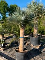 Yucca Rostrata XL 155cm stam, Volle zon, Vaste plant, Zomer, Ophalen