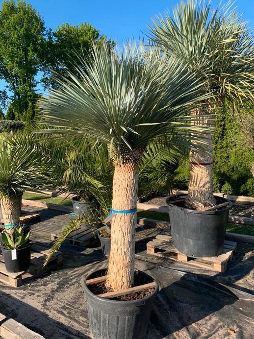 Yucca Rostrata XL 155cm stam, Tuin en Terras, Planten | Tuinplanten, Vaste plant, Overige soorten, Volle zon, Zomer, Ophalen