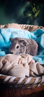 Zilver Agouti - Beer - geb 11/08, Dieren en Toebehoren, Cavia, Augustus, Mannelijk, Tam