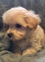 Te koop mooi creme kleurige maltipoo pups, Dieren en Toebehoren, Nederland, 8 tot 15 weken, Meerdere, Meerdere dieren