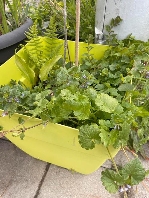 Grote verrassingsbloempot met oa hibiscus, hondsdraf & varen, Tuin en Terras, Planten | Tuinplanten, Overige soorten, Volle zon