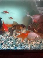 3 sluierstaarten, Dieren en Toebehoren, Vissen | Aquariumvissen, Vis