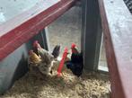 Te koop twee serama haantjes, Dieren en Toebehoren, Pluimvee, Mannelijk