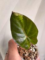 Alocasia yucatan princes albo variegata, Huis en Inrichting, Kamerplanten, Ophalen of Verzenden, Halfschaduw, Minder dan 100 cm