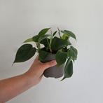 Philodendron Scandens Heart Leaf 1, Huis en Inrichting, Kamerplanten, Ophalen of Verzenden, Minder dan 100 cm