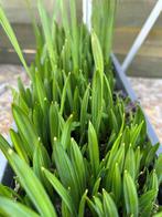 Sabal Minor zaailingen (1 blad), Tuin en Terras, Overige soorten, Volle zon, Vaste plant, Verzenden