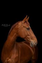 Geweldige allround merrie beschikbaar, Dieren en Toebehoren, Merrie, Gechipt, M, 11 jaar of ouder