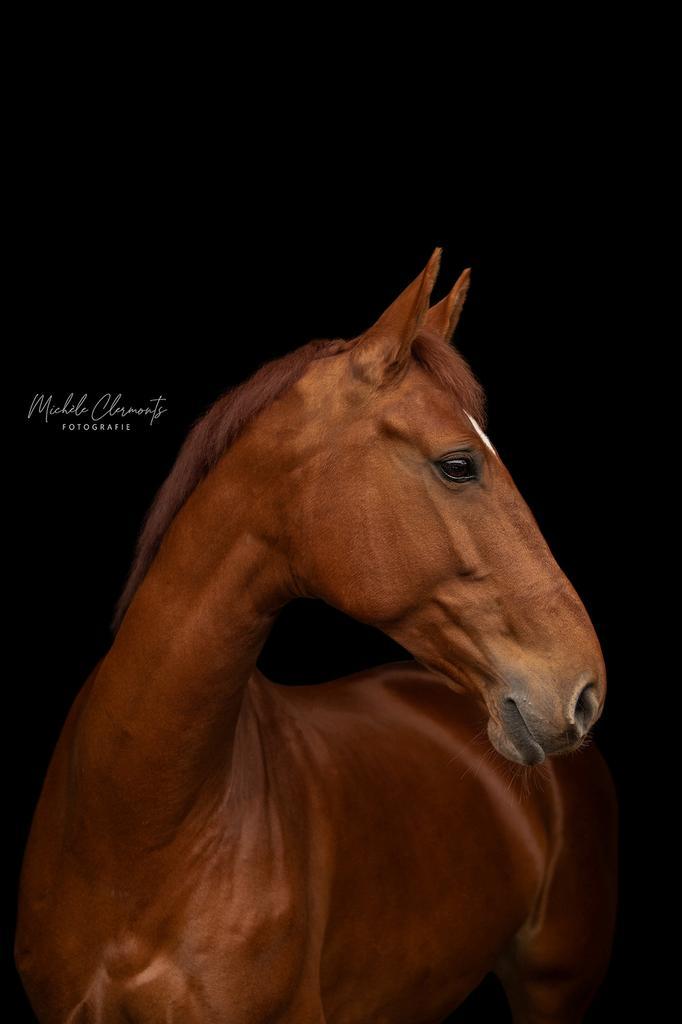 Geweldige allround merrie, Dieren en Toebehoren, Paarden, Merrie, M, 165 tot 170 cm, 11 jaar of ouder, Met stamboom, Gechipt, Ontwormd