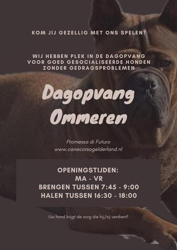 Dagopvang voor de hond / pup Ommeren Gelderland beschikbaar voor biedingen