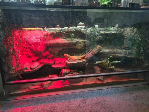 Compleet Terrarium– 150x80x50 cm – Direct Instapklaar!, Dieren en Toebehoren, Reptielen en Amfibieën | Toebehoren, Gebruikt, Terrarium of Paludarium
