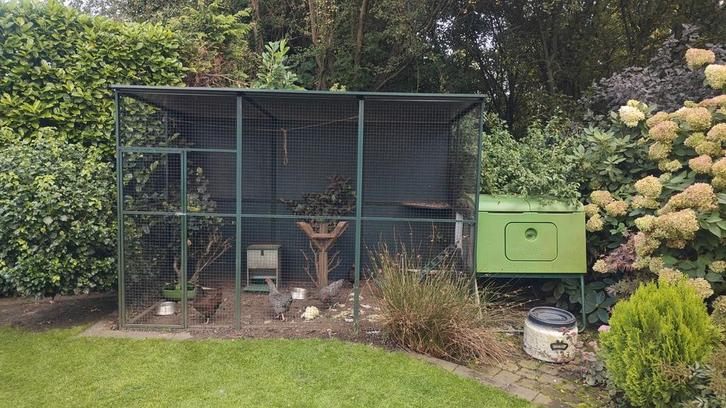 Kippen hok/ren verblijf, Dieren en Toebehoren, Overige Dieren, Meerdere dieren, April