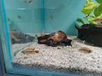 Apistogramma Cacatoides Double Red dwergcichliden, Vis, Zoetwatervis