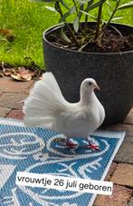 Pauwstaart duif vrouwtje, Vrouwelijk, Overige soorten