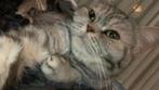 Britse korthaar kittens op komst ‼️, Dieren en Toebehoren, Katten en Kittens | Raskatten | Langhaar, Geslacht onbekend
