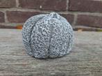 Pompoen betonnen beeld tuinbeeld beton beeldje, Tuin en Terras, Tuinbeelden, Ophalen of Verzenden, Nieuw