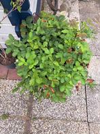 Aardbeienplant in Kuip, Tuin en Terras, Planten | Fruitbomen, Ophalen of Verzenden, In pot, Overige soorten