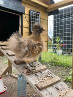 Zijdehoen kriel haan, Dieren en Toebehoren, Pluimvee, Mannelijk, Kip