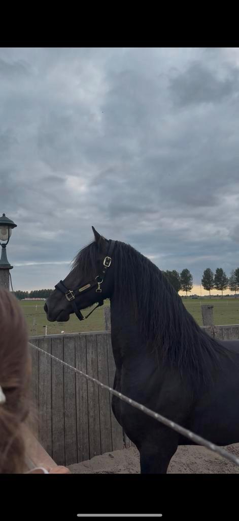 Knapste fries te koop, Dieren en Toebehoren, Paarden, Ruin, 3 tot 6 jaar, Dressuurpaard