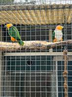 Kweekkoppel zwartkop caique, Dieren en Toebehoren, Meerdere dieren, Papegaai, Geringd