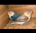 2 mooie agapornissen (bewezen koppel), Dieren en Toebehoren, Meerdere dieren, Dwergpapegaai of Agapornis