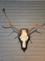 Gewei met schedel op schild, Ophalen of Verzenden, Hert, Gewei of Kop