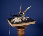Pronkstuk schorpioen op schedel, Ophalen of Verzenden, Nieuw, Insect, Opgezet dier