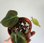 philodendron Micans, Huis en Inrichting, Kamerplanten, Ophalen of Verzenden, Minder dan 100 cm