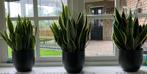 sanseveria, Ophalen, Overige soorten, Halfschaduw, In pot