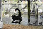 Zwarte zwanen | Koppels te koop | Losse dieren te koop, Meerdere dieren, Gans of Zwaan