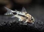 Nieuw binnen!!! Corydoras habrosus, dwerg corydoras!!!, Zoetwatervis, Vis