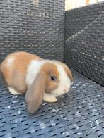 Nederlandse hangoor dwerg konijntjes bont, blauw oog, Dieren en Toebehoren, Konijnen, Meerdere dieren, Dwerg, Hangoor, 0 tot 2 jaar